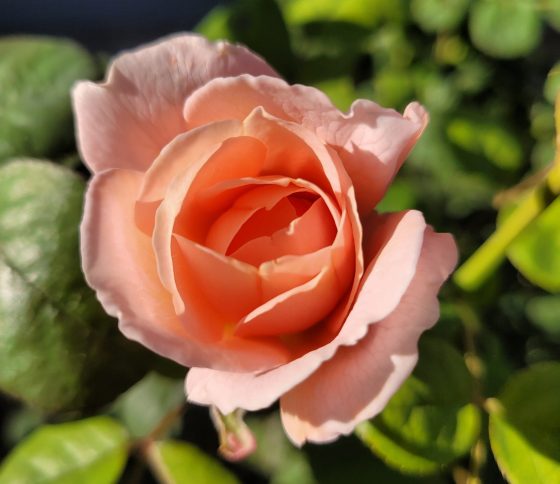 The Queen of Sweden David Austin rose (James Smith photo)