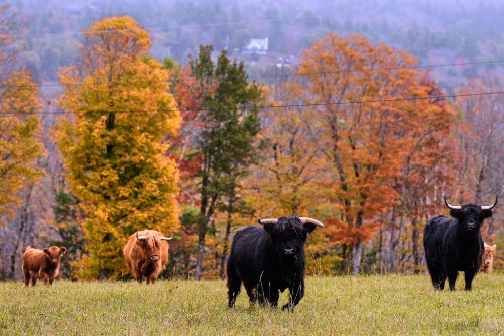 Highland cattle from the Star Lake Cattle Company, who have bred many National Champions, walk past trees with colorful fall foliage, Tuesday, Oct. 14, 2025, in Georges Mills, N.H. (AP Photo/Charles Krupa)