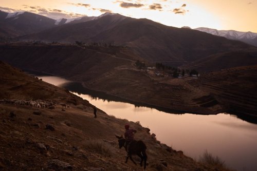 Shepherds return home at the end of the day with their flock in the mountains of Ha Lejone, Lesotho, July 14, 2025. (AP Photo/Bram Janssen)