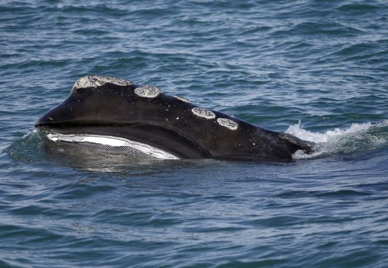 A North Atlantic right whale feeds on the surface of Cape Cod Bay off the coast of Plymouth, Mass., in 2018. (Michael Dwyer / The Associated Press files)