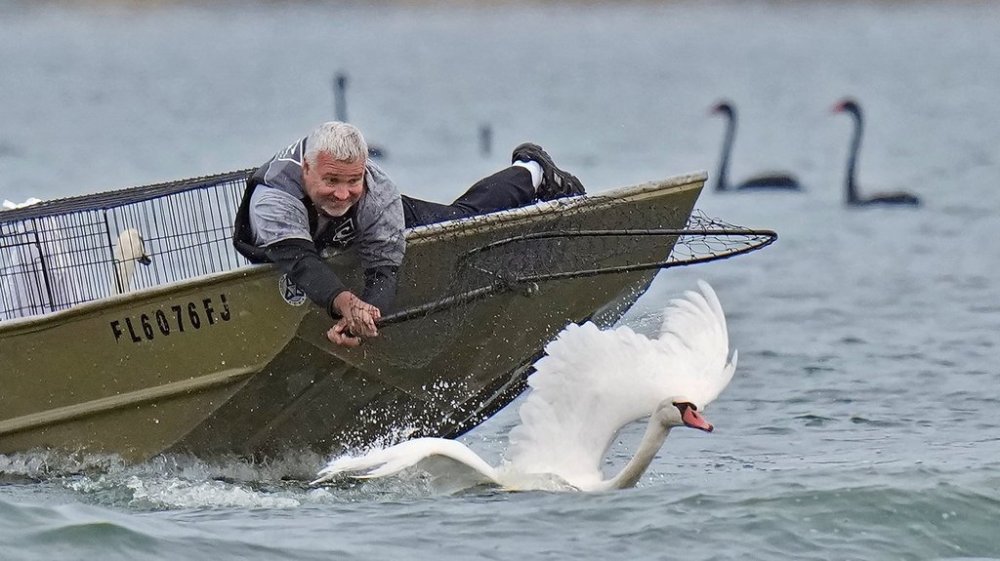 Steve Platt, of the City of Lakeland's Parks and Recreation Dept., reaches out to catch a swan during the city of Lakeland's 45th annual swan roundup on Lake Morton Tuesday, Oct. 28, 2025, in Lakeland, Fla. The Lake Morton swan population dates back to 1957, when Queen Elizabeth II of the United Kingdom gifted a pair of swans to the city. (AP Photo/Chris O'Meara)