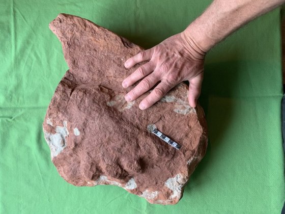 The 290-million-year-old fossil, at lower left of the rock, is shown beside a centimetre scale and a person's hand. (Government of Prince Edward Island / The Canadian Press)