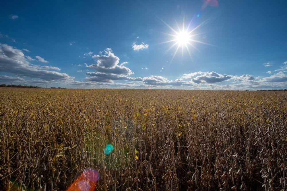 Soybeans grow in a farm field, Thursday, Oct. 23, 2025, in Willow Grove, Del. (AP Photo/Cliff Owen)