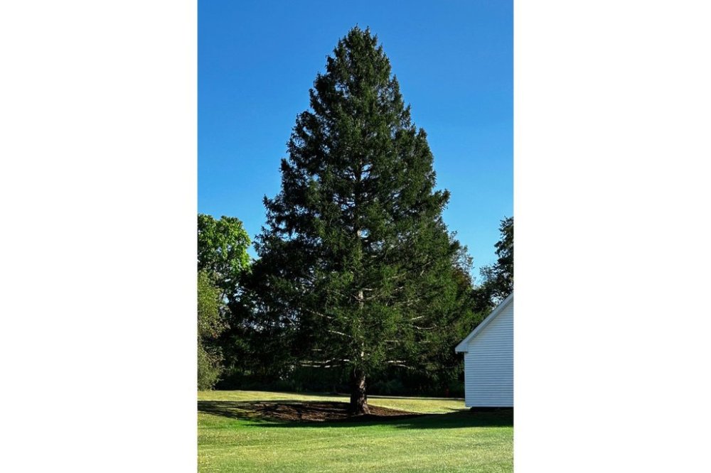 This photo provided by Tishman Speyer on Monday, Oct. 27, 2025, shows this year's Rockefeller Center Christmas tree before it is cut down in East Greenbush, N.Y. (Tishman Speyer via AP)