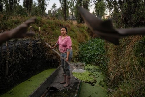 Cassandra Garduño cleans a canal in her chinampa, an island farm built by the Aztecs thousands of years ago, in San Gregorio Atlapulco, a borough of Mexico City, May 8, 2025. (AP Photo/Felix Marquez)