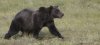This Aug. 12, 2009 photo shows a grizzly bear travelling across the Porcupine River Tundra in the Yukon Territories, Canada. THE CANADIAN PRESS/AP, Rick Bowmer