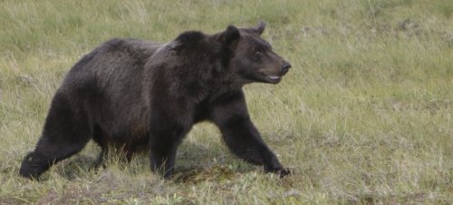 This Aug. 12, 2009 photo shows a grizzly bear travelling across the Porcupine River Tundra in the Yukon Territories, Canada. THE CANADIAN PRESS/AP, Rick Bowmer