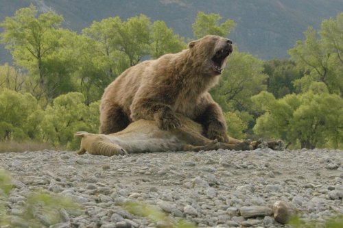 This computer generated image released by Apple TV shows the Arctotherium angustidens, the biggest bear to ever live, in a scene from “Prehistoric Planet: Ice Age.