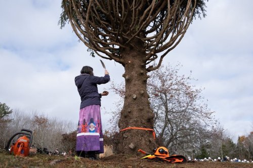 Holly Meuse from L'sitkuk First Nation performs a smudging ceremony before the 13.7-metre white spruce tree from Lunenburg County is cut as Nova Scotia's 2025 Tree for Boston, in Martins Brook, N.S. on Wednesday, Nov. 12, 2025. The province of Nova Scotia sends a tree to Boston each holiday season as a thank you to the city for sending medical personnel and supplies following the Halifax Explosion in 1917. THE CANADIAN PRESS/Darren Calabrese