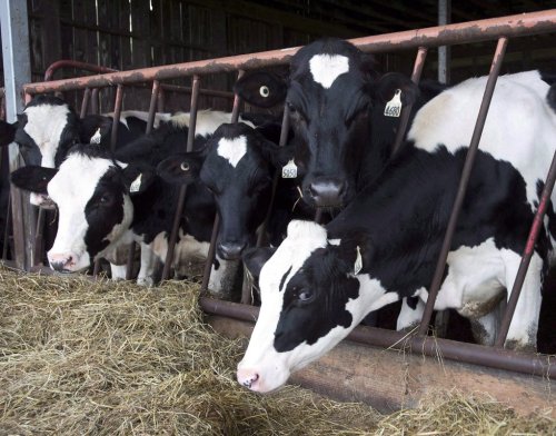 Cows are seen at a dairy farm on in Danville, Que., on Aug. 11, 2015. THE CANADIAN PRESS/Ryan Remiorz