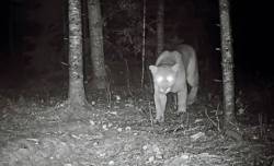 Dannyboy_Wildlife
                                A cougar — caught by a trail camera — prowls in the Whiteshell Provincial Park on Oct 28 at 4:50 a.m.