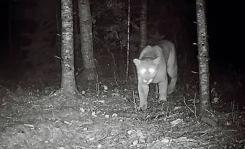 Dannyboy_Wildlife
                                A cougar — caught by a trail camera — prowls in the Whiteshell Provincial Park on Oct 28 at 4:50 a.m.