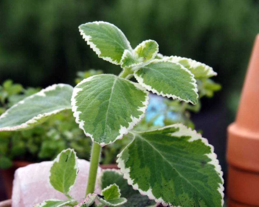 Dave Hanson photo
                                Variegated broadleaf thyme is not actually a thyme, but this exceptional indoor plant still adds delicious flavour to dishes.