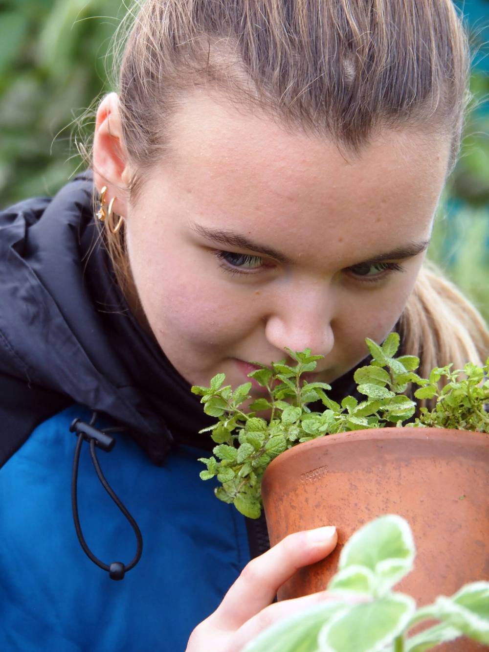 Dave Hanson photo
                                Dave Hanson’s daughter, Nora, takes in the sweet, delicate fragrance of pineapple mint.