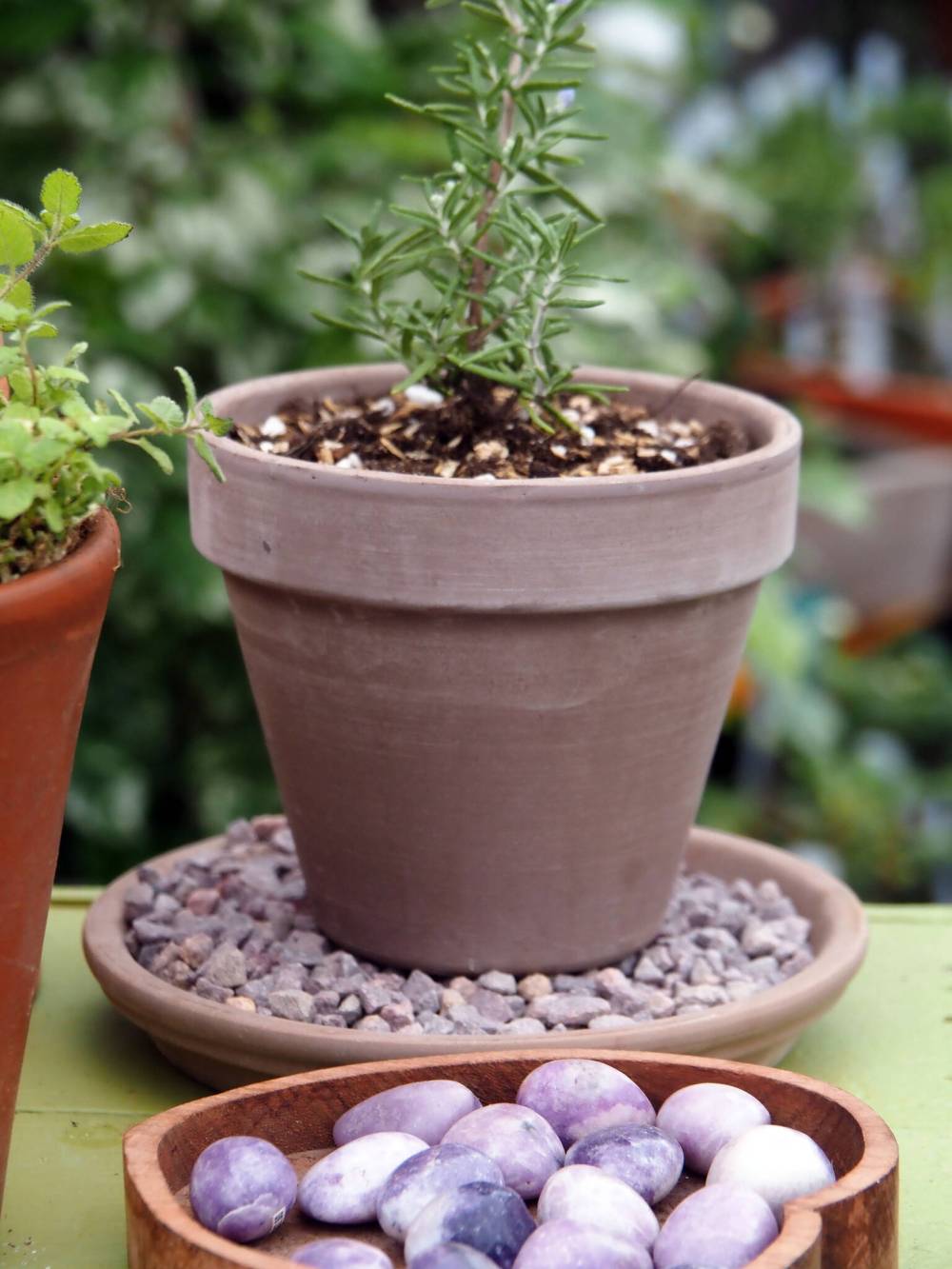 Dave Hanson photo
                                Use a pebble tray to increase humidity around Mediterranean herbs like rosemary.