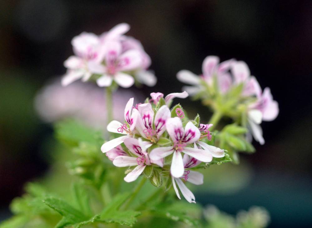 Dave Hanson photo
                                Need some aromatherapy? Scented Geranium Rose of Attar has deliciously fragrant leaves which can be added to finger bowls or used in teas and simple syrups.