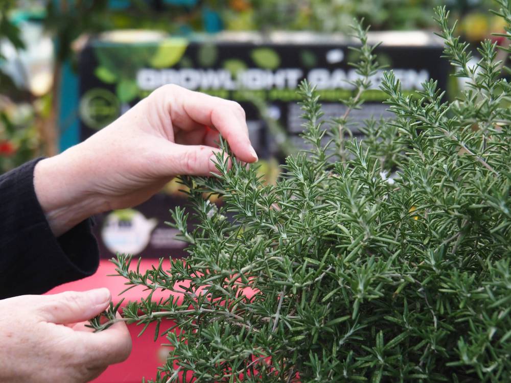 Dave Hanson photo
                                For an immersive sensory impact, scratch and sniff the aromatic oils in rosemary leaves and dab a little behind your ears.