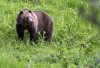 A grizzly bear roams near Beaver Lake in Yellowstone National Park, Wyo., on July 6, 2011. THE CANADIAN PRESS/AP, Jim Urquhart