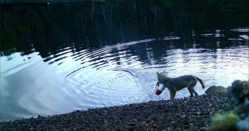 A sea wolf is captured on video, in this handout still image, near Bella Bella, B.C., extracting a submerged crab trap using a buoy and an attached line, in what researchers are calling the first evidence of possible tool-use by the wild animal species. THE CANADIAN PRESS/Handout - Kyle Artelle (Mandatory Credit)