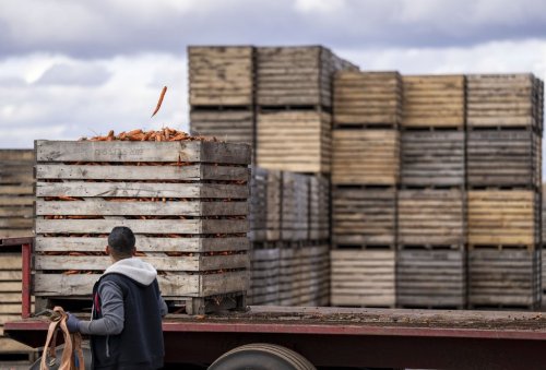 Carrots are harvested at Mas & Fils Jardiniers, in Saint-Michel, Que., on Friday, Oct. 24, 2025. The 4th generation family-run vegetable business has an annual production of 10,000 tonnes specializing in growing carrots, leeks and beets which it supplies to Canada and the United States. THE CANADIAN PRESS/Christinne Muschi