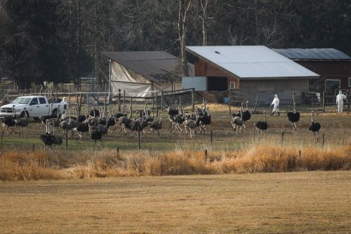 CFIA employees in protective suits interact with ostriches near a cull enclosure located by the Universal Ostrich Farms in Edgewood, B.C., after the Supreme Court of Canada declined to hear the farm’s appeal against an order to cull more than 300 of its ostriches on Thursday, Nov. 6, 2025. THE CANADIAN PRESS/Aaron Hemens