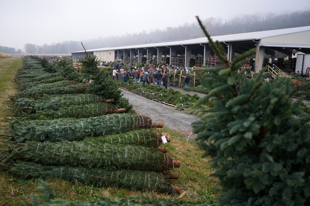 winnipegfreepress.com - Mark Scolforo, The Associated Press - Christmas tree retailers find lots to like at a Pennsylvania wholesale auction