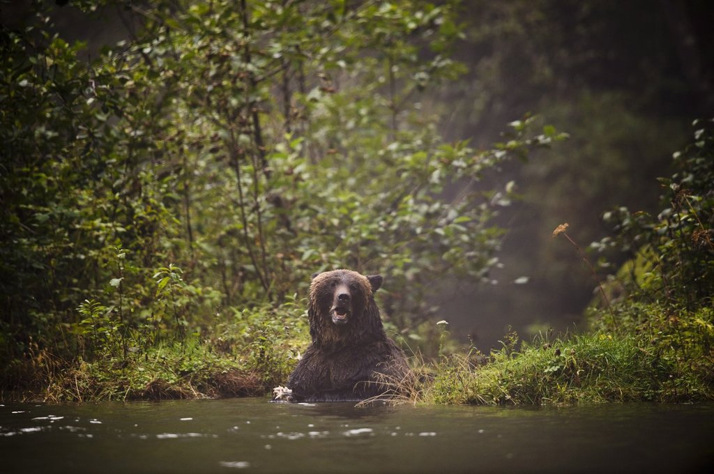 Officers believe sow with cubs was involved in B.C. bear attack on ...