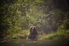 A Grizzly bear searches for food as he fishes in Khutze Inlet near Princess Royal Island, B.C., Thursday, Sept, 19, 2013. THE CANADIAN PRESS/Jonathan Hayward