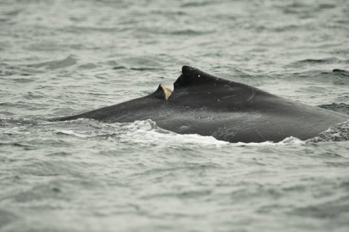 The damaged dorsal fin of a humpback whale designated BCX1193, known to scientists as 
