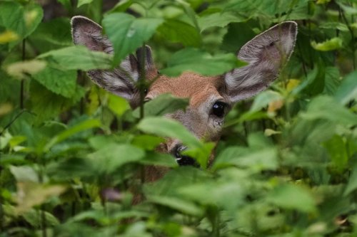 A white tail deer peers out from undergrowth, Thursday, June 5, 2025, in Marple Township, Pa. THE CANADIAN PRESS/AP-Matt Slocum