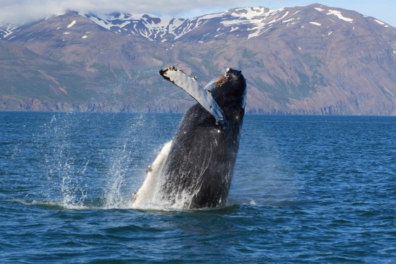 Whale watching near Husavik, about six hours by car north and east of Reykjavik. (Tatonka / Dreamstime)