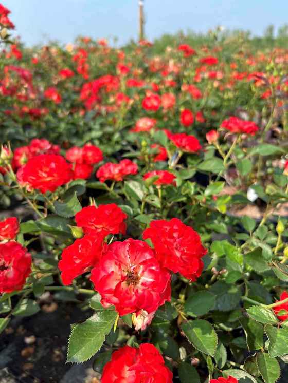 The Always Together Rose is debuting next year. (Jeffries Nurseries)