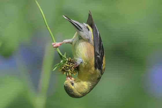 An American goldfinch on a seedhead. (Dennis Fast)