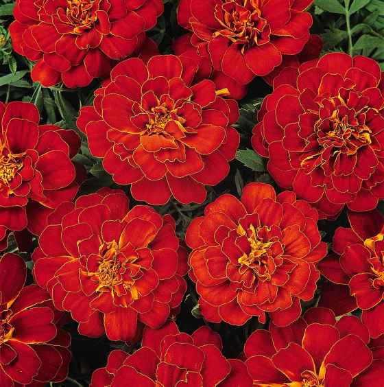 The French Marigold Durango Red (Ball Horticultural)