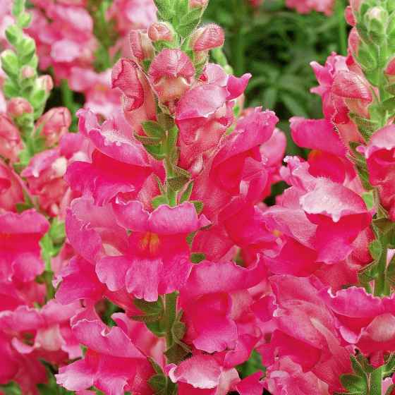 The Liberty Classic Rose Pink Snapdragon (Ball Horticultural)