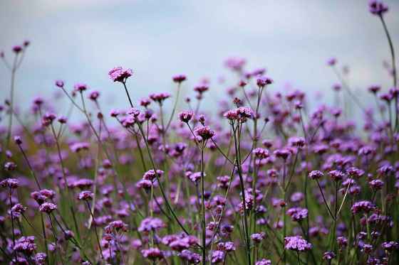 Verbena bonariensis (All America Selection)