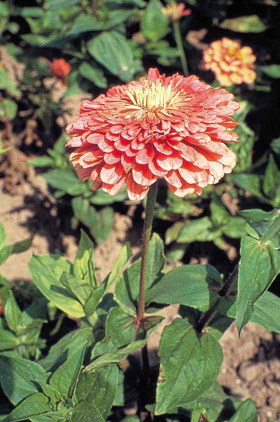 The Zinnia Benary Giant Salmon Rose (Ball Horticultural)