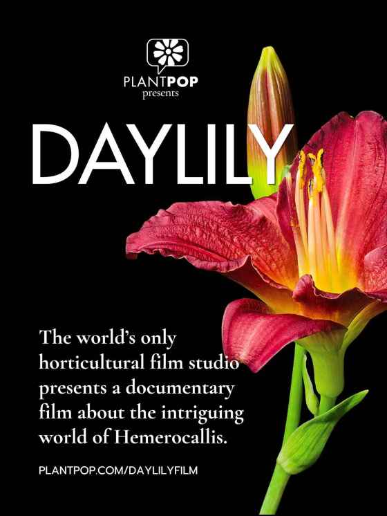Check out my upcoming column for my interview with Maria Morris, the director of Daylily, for the full story. (PlantPop)
