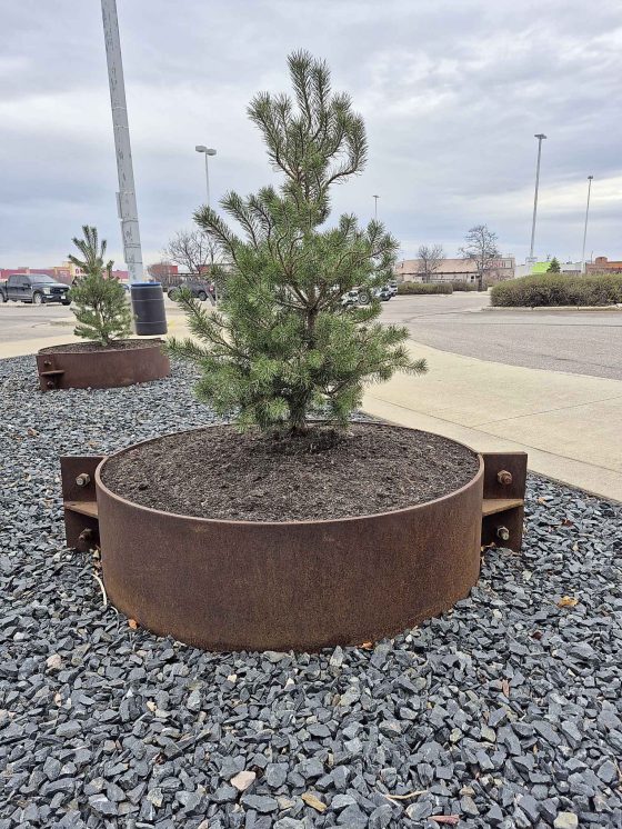 This evergreen tree has been planted in a steel container. (Colleen Zacharias)