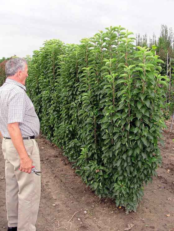 A-maze-ing: The Green Wall Flowering Crabapple, pictured here with Jeffries Nurseries founder Wilbert Ronald, is part of Martha Stewart's maze. (Jeffries Nurseries)