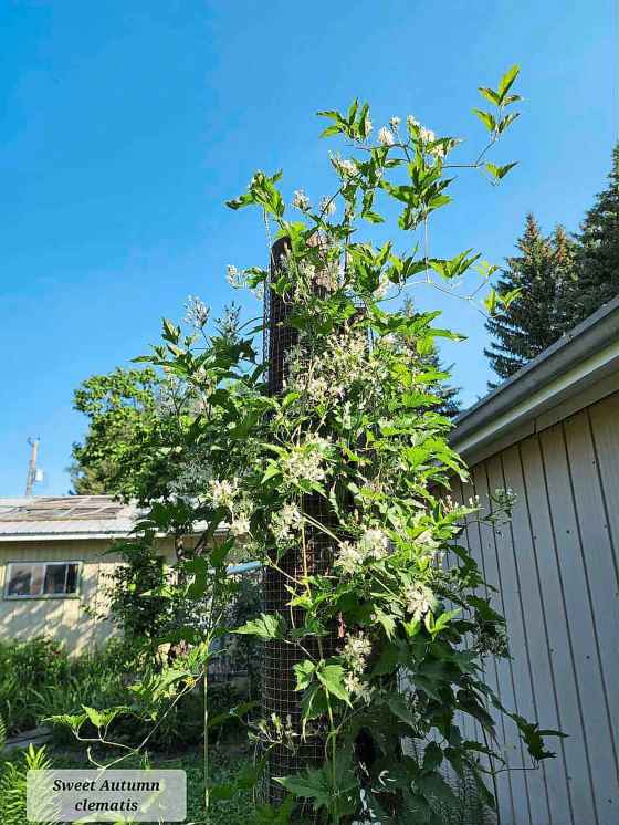 Swap-worthy: The Clematis Sweet Autumn at Alice's Wonderland in Neepawa. (Leanne Dowd)