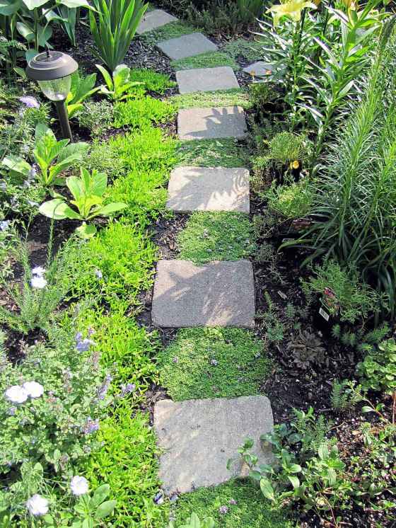 Use thyme to create evergreen foliage between stepping stones. (Colleen Zacharias)