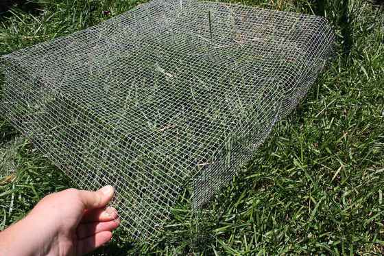 A ½-inch square mesh weave is ideal for hardware cloth fencing to prevent squirrels. (Colleen Zacharias)