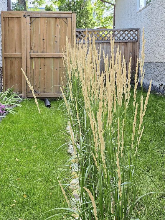 Ornamental grass makes for a friendly living fence along a property line. (Colleen Zacharias)