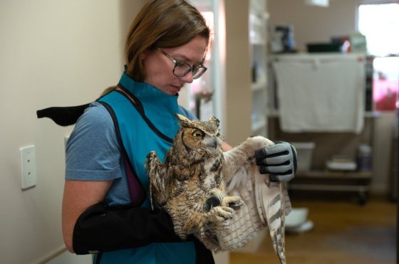 Small animals manager Sierra Medlin examines the wing of an owl that was taken to Best Friends Animal Sanctuary in Kanab, Utah, after it fell into a concrete mixer. (Best Friends Animal Sanctuary / The Associated Press)