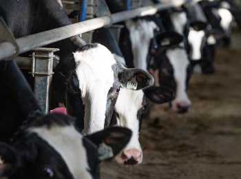 Dairy cows wait to be milked at a farm in Granby, Que., Wednesday, Feb. 5, 2025. THE CANADIAN PRESS/Christinne Muschi