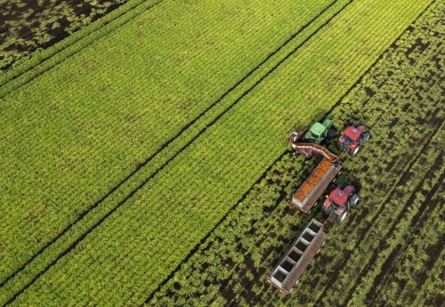 An aerial view shows carrots being harvested at Mas & Fils Jardiniers, in St-Michel, Que., on Friday, Oct. 24, 2025. THE CANADIAN PRESS/Christinne Muschi