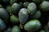 FILE - Harvested avocados are displayed at an orchard near Ziracuaretiro, Michoacan state in Mexico on Oct. 1, 2019. (AP Photo/Marco Ugarte, File)