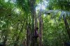 Riquelme climbs an acai palm at a quilombola, an Afro-descendant community called Menino Jesus in Acara, Brazil, Tuesday, Nov. 18, 2025. (AP Photo/Fernando Llano)