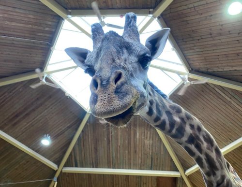 Kiko, a male Masai giraffe, is shown in this undated handout photo posted on The Toronto Zoo Facebook page. THE CANADIAN PRESS/Handout - Facebook, The Toronto Zoo (Mandatory Credit)